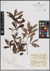 Foto von Salix conimbricensis Rothm.